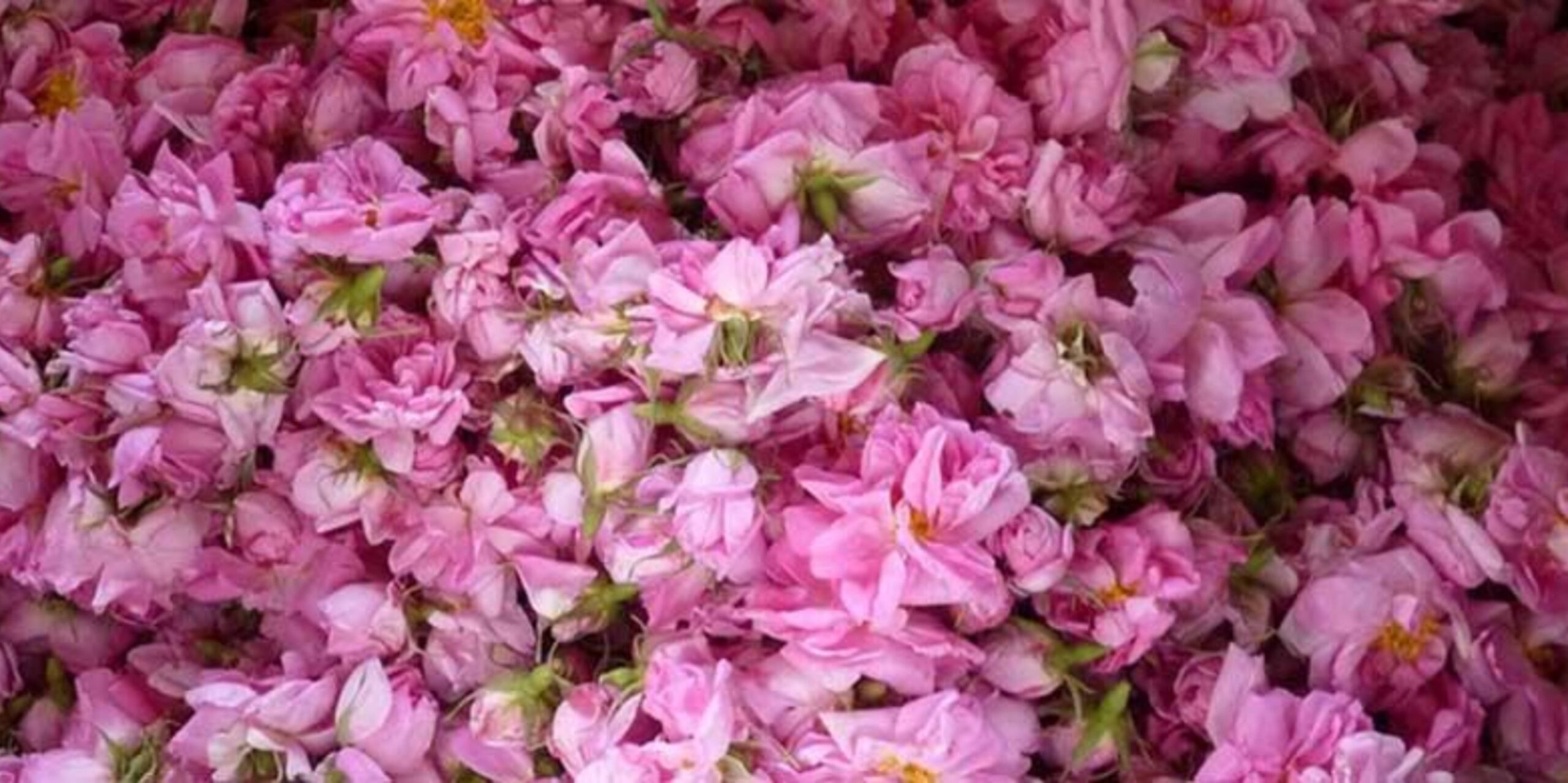 Organic Rose oil - 100 ml 2 Organic Rose oil - 100 ml - Image 2