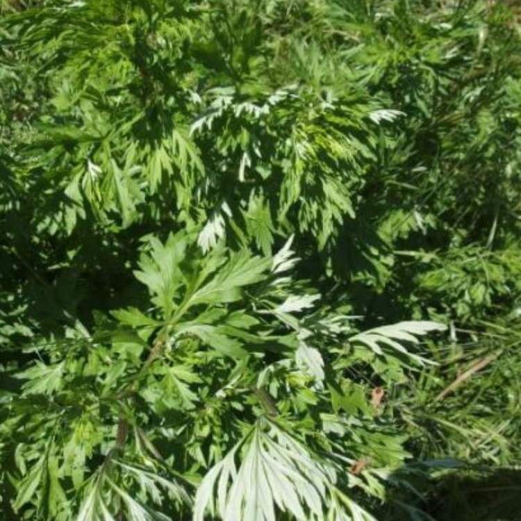 Mugwort Organic - 100 ml 2 Mugwort Organic - 100 ml - Image 2