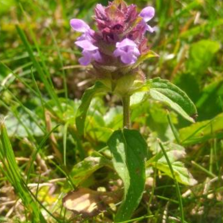Organic Self-heal (Prunella vulgaris) - 50 ml 2 Organic Self-heal (Prunella vulgaris) - 50 ml - Image 2
