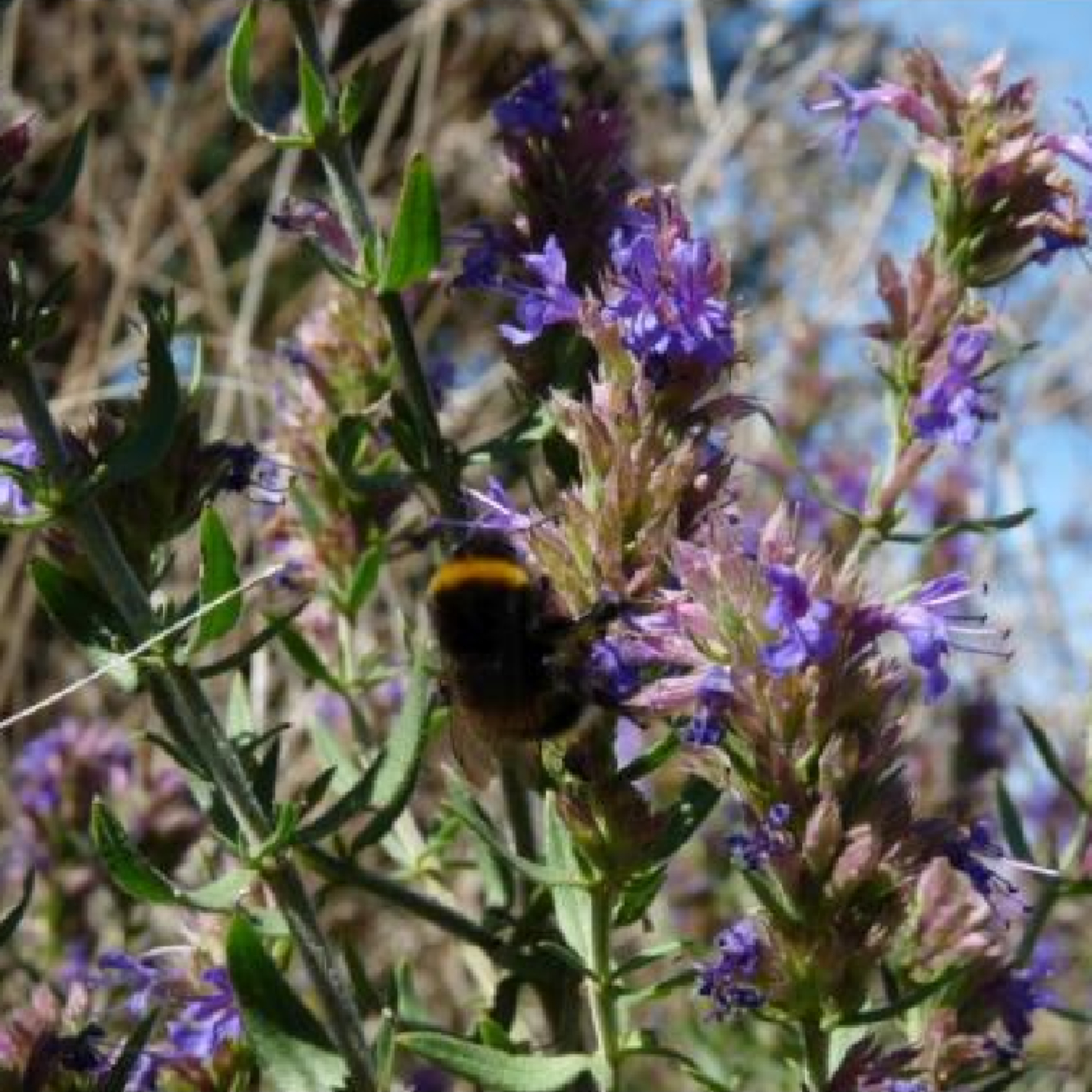 Organic Hyssop Tincture - 100 ml 2 Organic Hyssop Tincture - 100 ml - Image 2