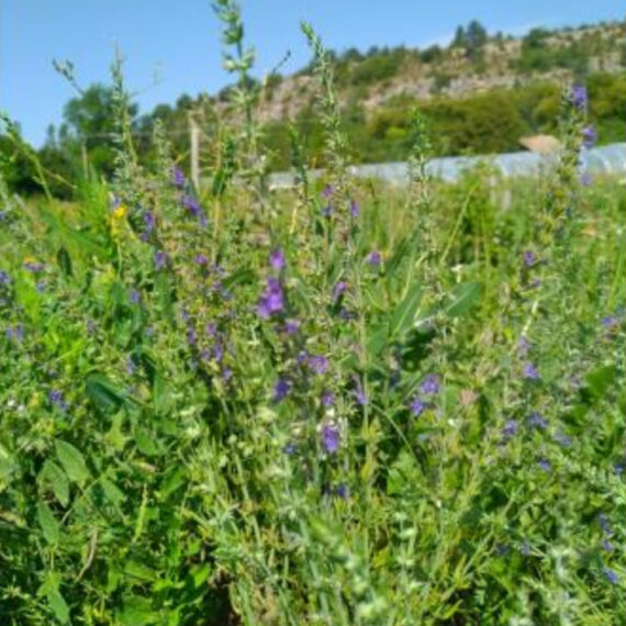 Organic Hyssop Tincture - 100 ml - Image 3