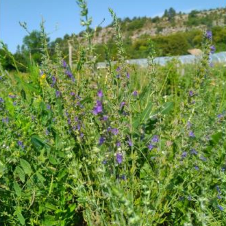 Organic Hyssop Tincture - 100 ml 3 Organic Hyssop Tincture - 100 ml - Image 3