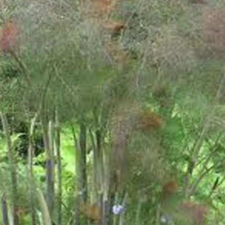 Fennel Oil Bio - 100 ml 2 Fennel Oil Bio - 100 ml - Image 2