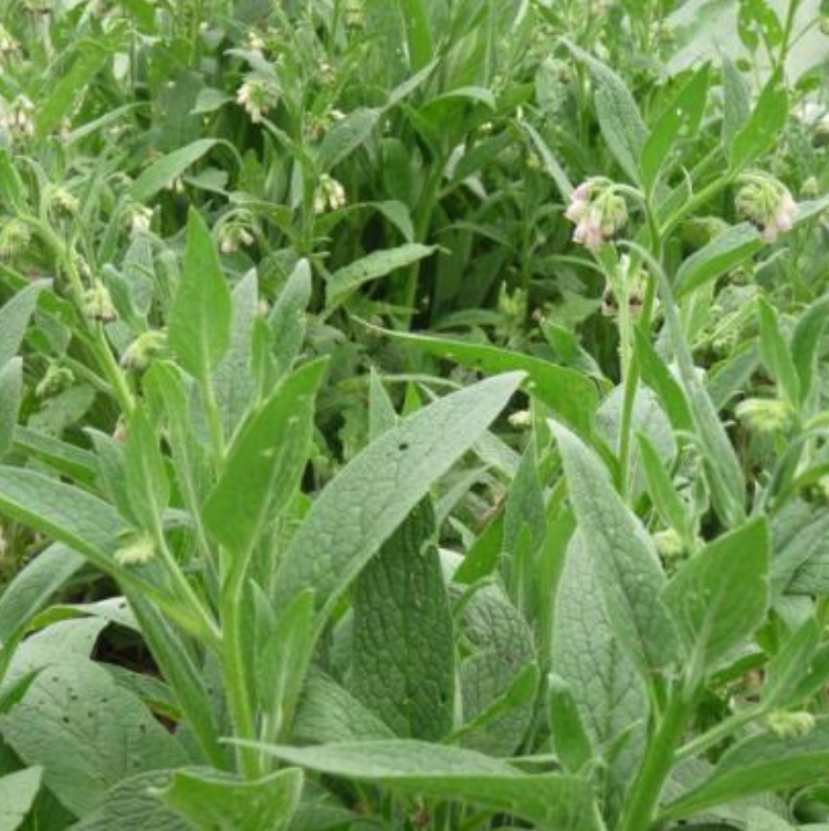 Organic Comfrey Oil - 100 ml 2 Organic Comfrey Oil - 100 ml - Image 2