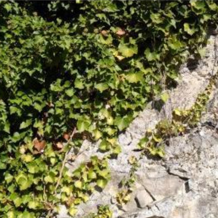 Organic Anti-Cellulite care oil - 100 ml 2 Organic Anti-Cellulite care oil - 100 ml - Image 2