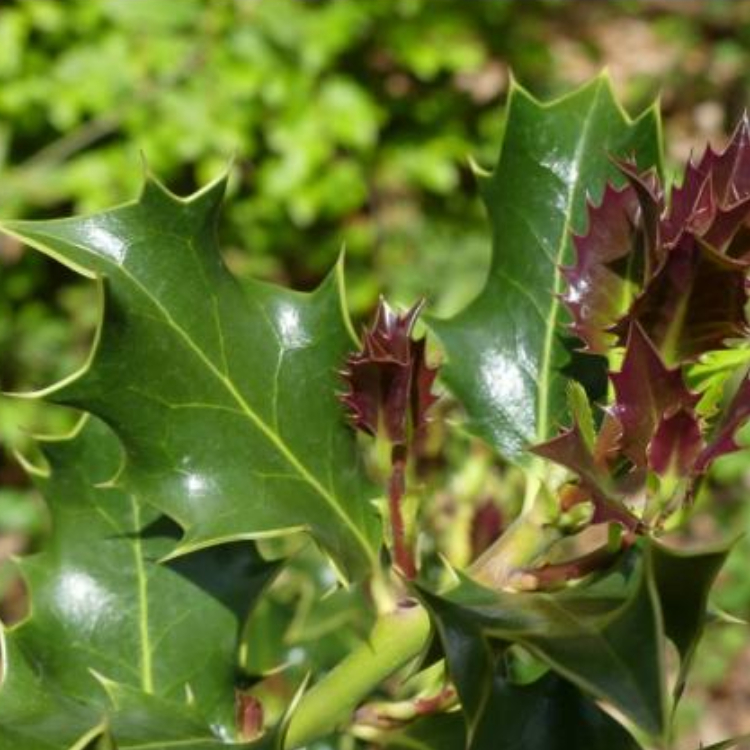 Organic Holly Young Shoot Macerate - 30 ml 2 Organic Holly Young Shoot Macerate - 30 ml - Image 2