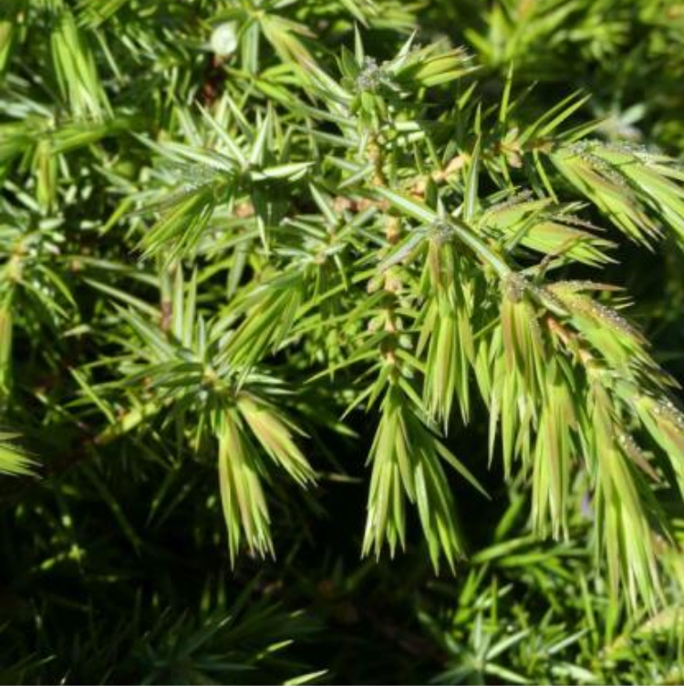 Organic Macerate of Juniper (Gemmo) - 30 ml 2 Organic Macerate of Juniper (Gemmo) - 30 ml - Image 2