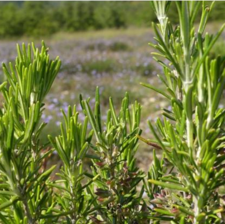 Organic Young Rosemary Shoots Macerate (Gemmo) - 30 ml 2 Organic Young Rosemary Shoots Macerate (Gemmo) - 30 ml - Image 2