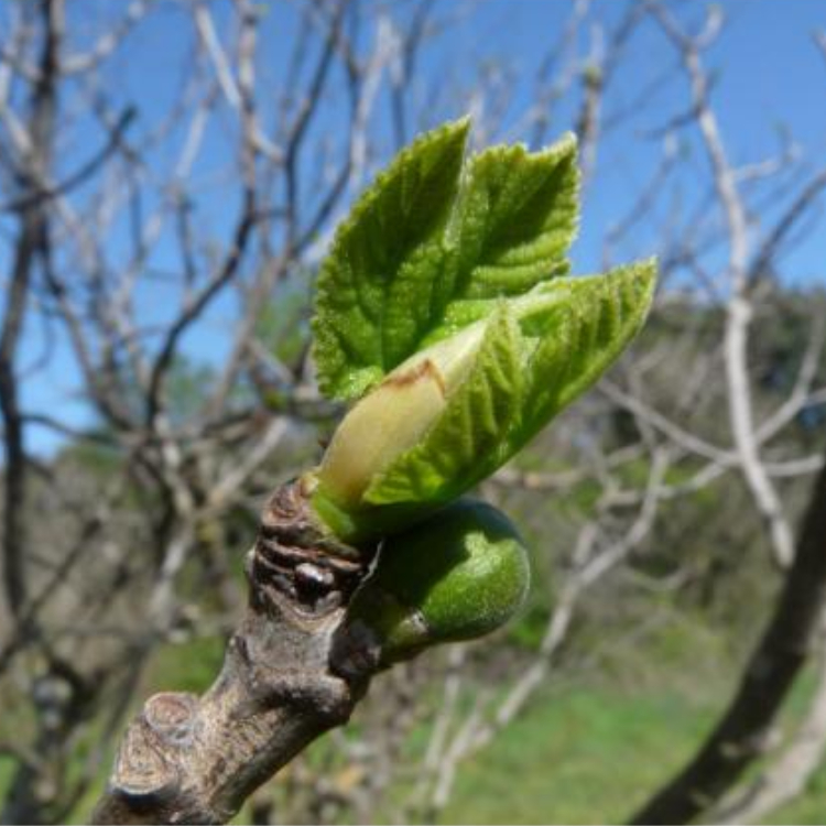 Organic Bud Macerate of the Fig Tree (Gemmo) - 30 ml 2 Organic Bud Macerate of the Fig Tree (Gemmo) - 30 ml - Image 2