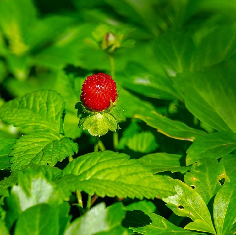 Strawberry Leaf Organic - 40 gr 3 Strawberry Leaf Organic - 40 gr - Image 3